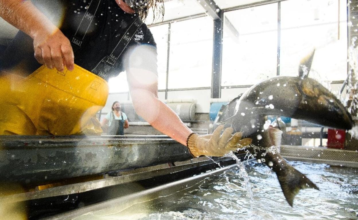 Un técnico coge un salmón en el estanque del criadero de Feather River, California.