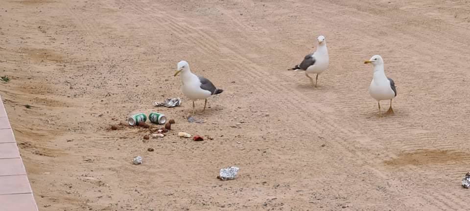Imagen secundaria 1 - La basura no cesa en La Graciosa
