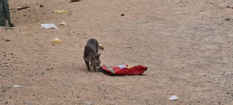 Imagen secundaria 2 - La basura no cesa en La Graciosa