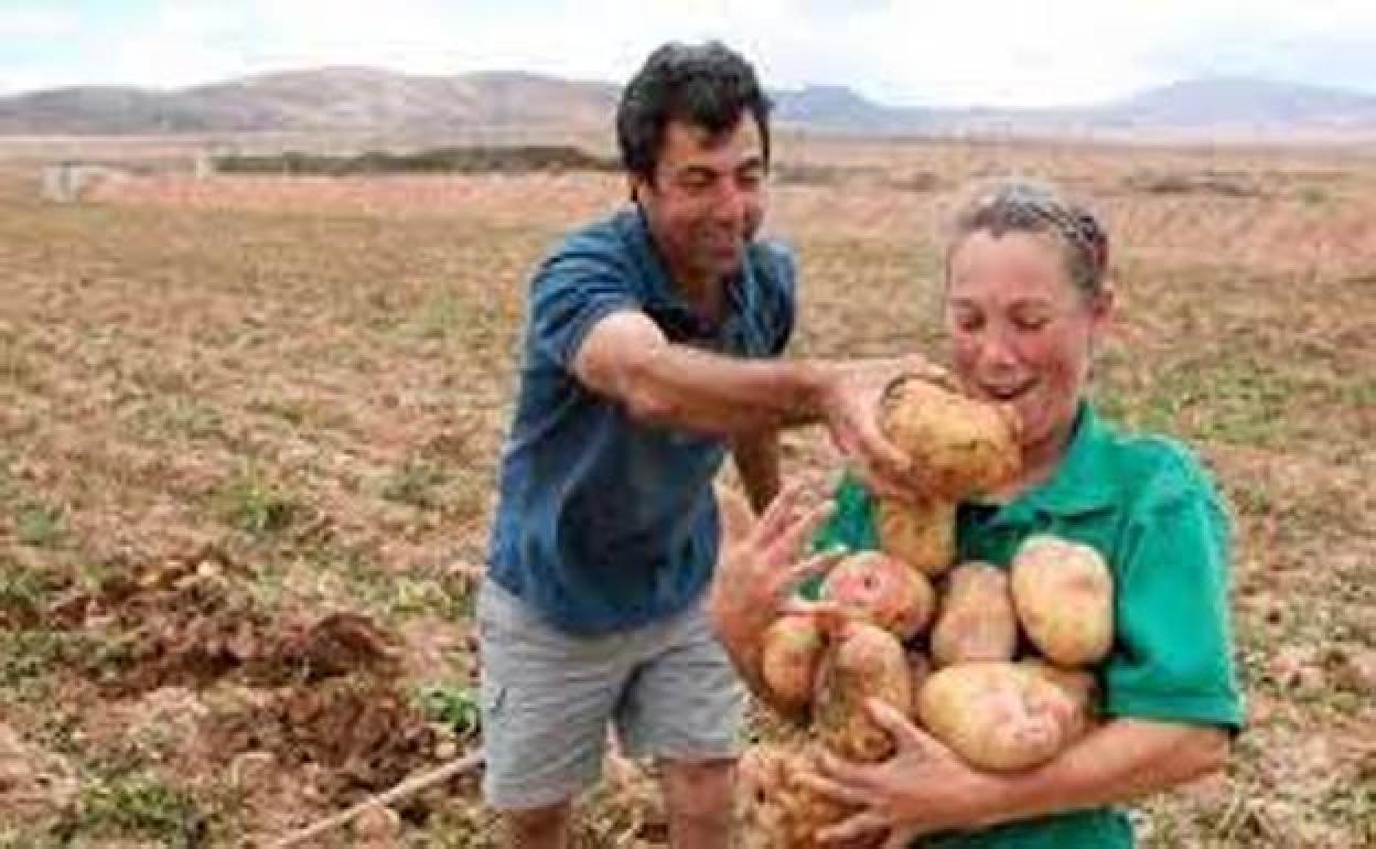Cultivo de papas, en Antigua. 