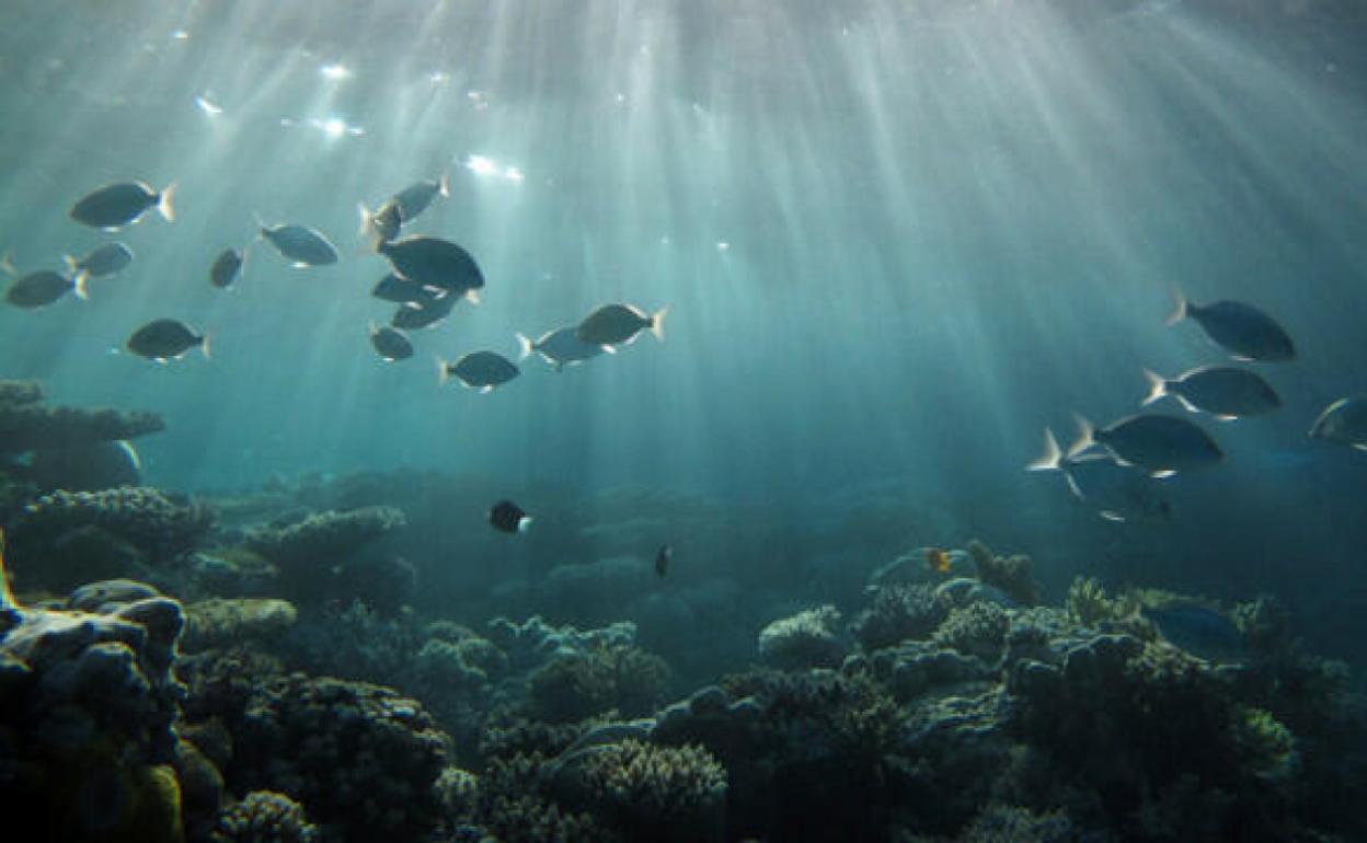 El mar de Canarias a Gibraltar absorbe 2,6 millones de toneladas de CO2/año