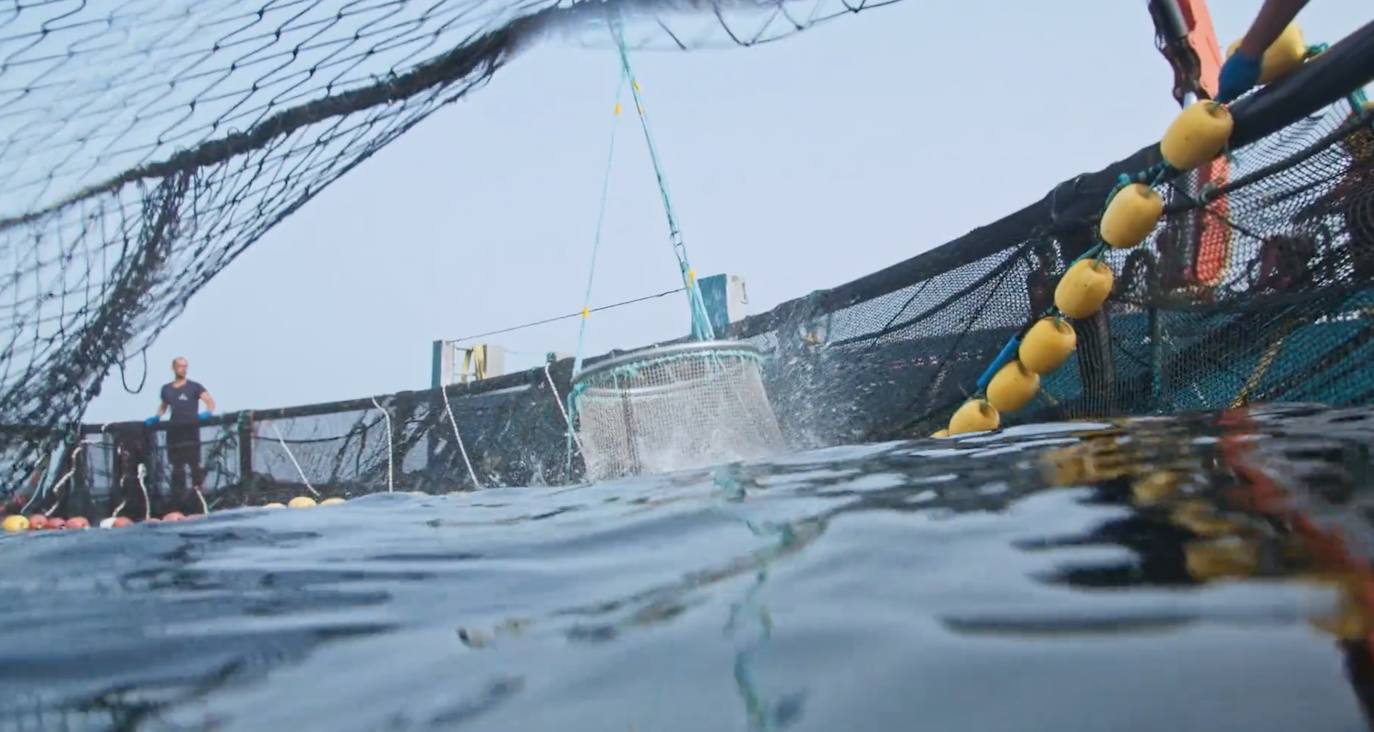 Vista de una jaula de cría de lubina salvaje de la empresa Aquanaria. 