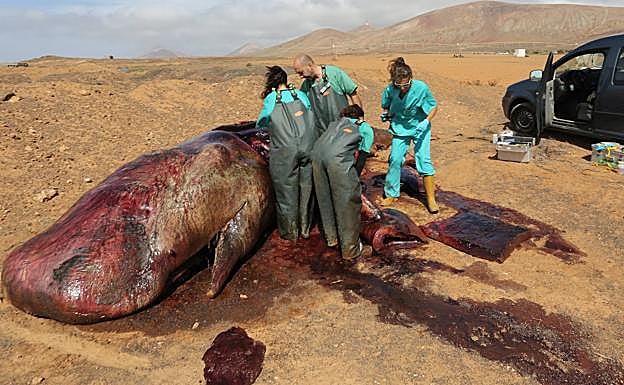 Imagen de archivo de la necropsia de un cachalote. 