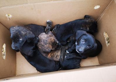 Imagen secundaria 1 - Rescatan a nueve cachorros abandonados en una caja