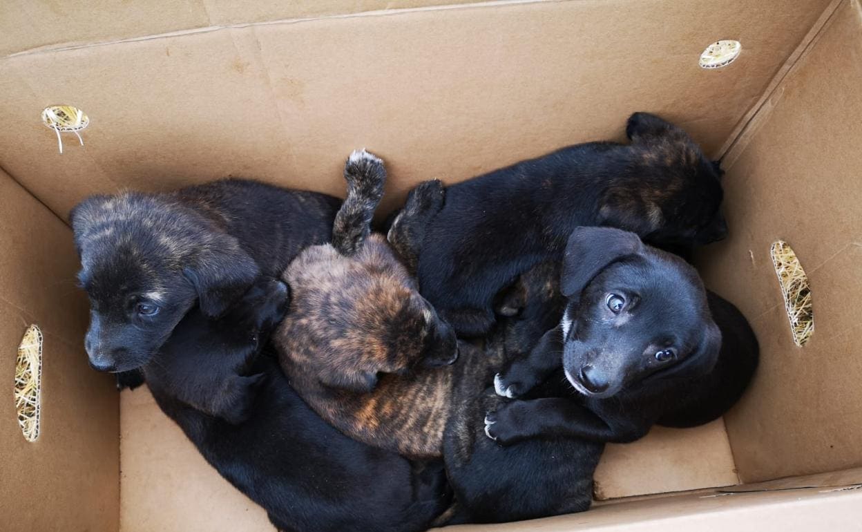 Los cachorros abandonados. 