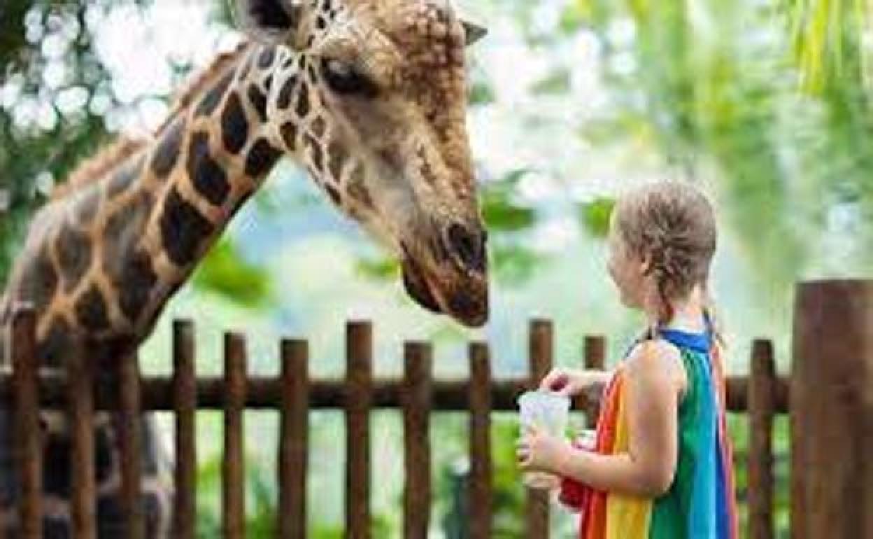 Las jirafas es uno de los atractivos del zoológico. 