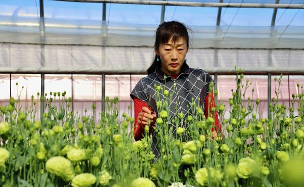 Tokio 2020: Flores de Fukushima para los medallistas olímpicos