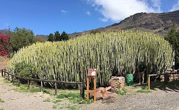 Esta cardonera de Veneguera también figura en el Catálogo Insular. 