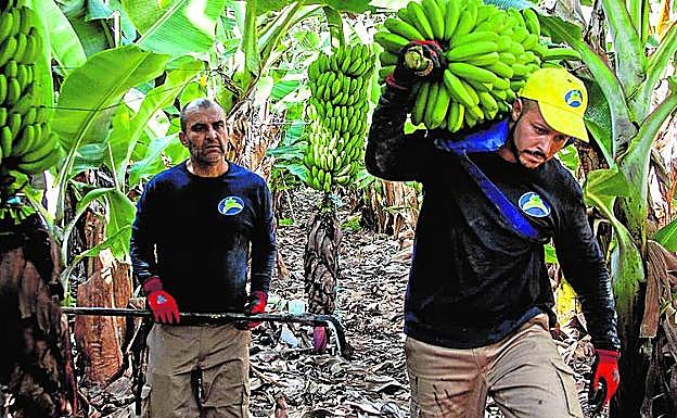 La reunión entre Sánchez y Torres, clave para el plátano
