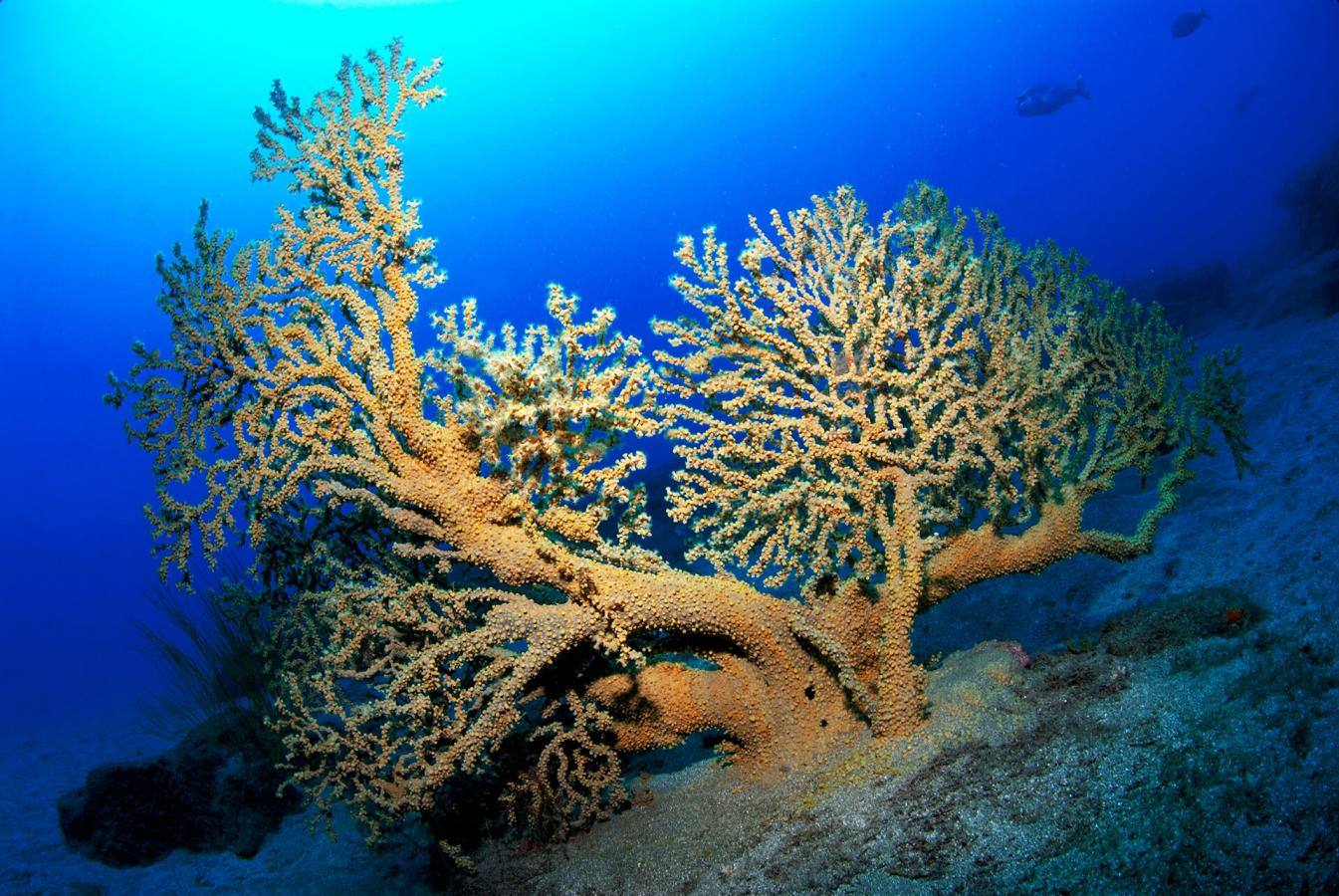 El Cabrón (Gran Canaria)