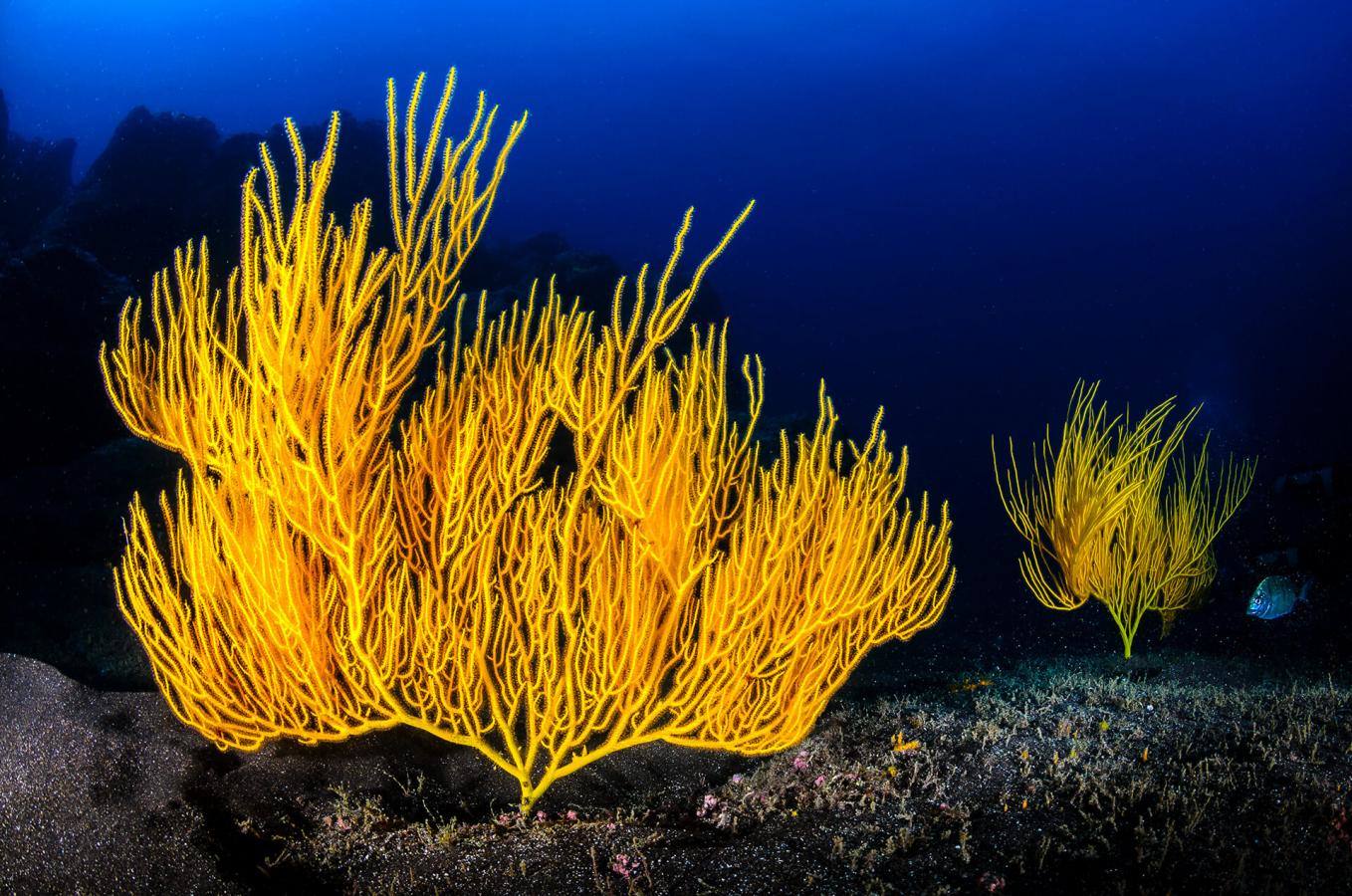 La Catedral (Tenerife)