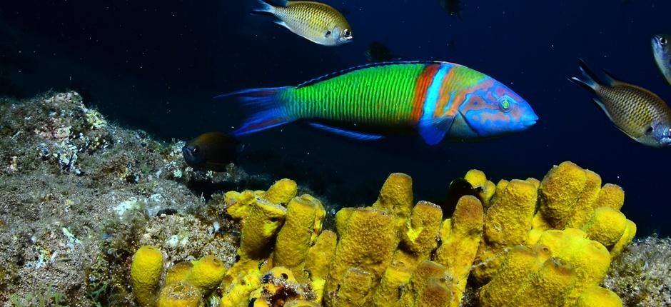 PLaya Chica (Lanzarote)