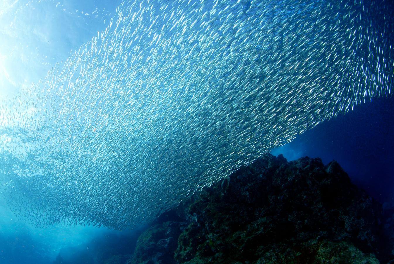 Plasencia (Gran Canarias)