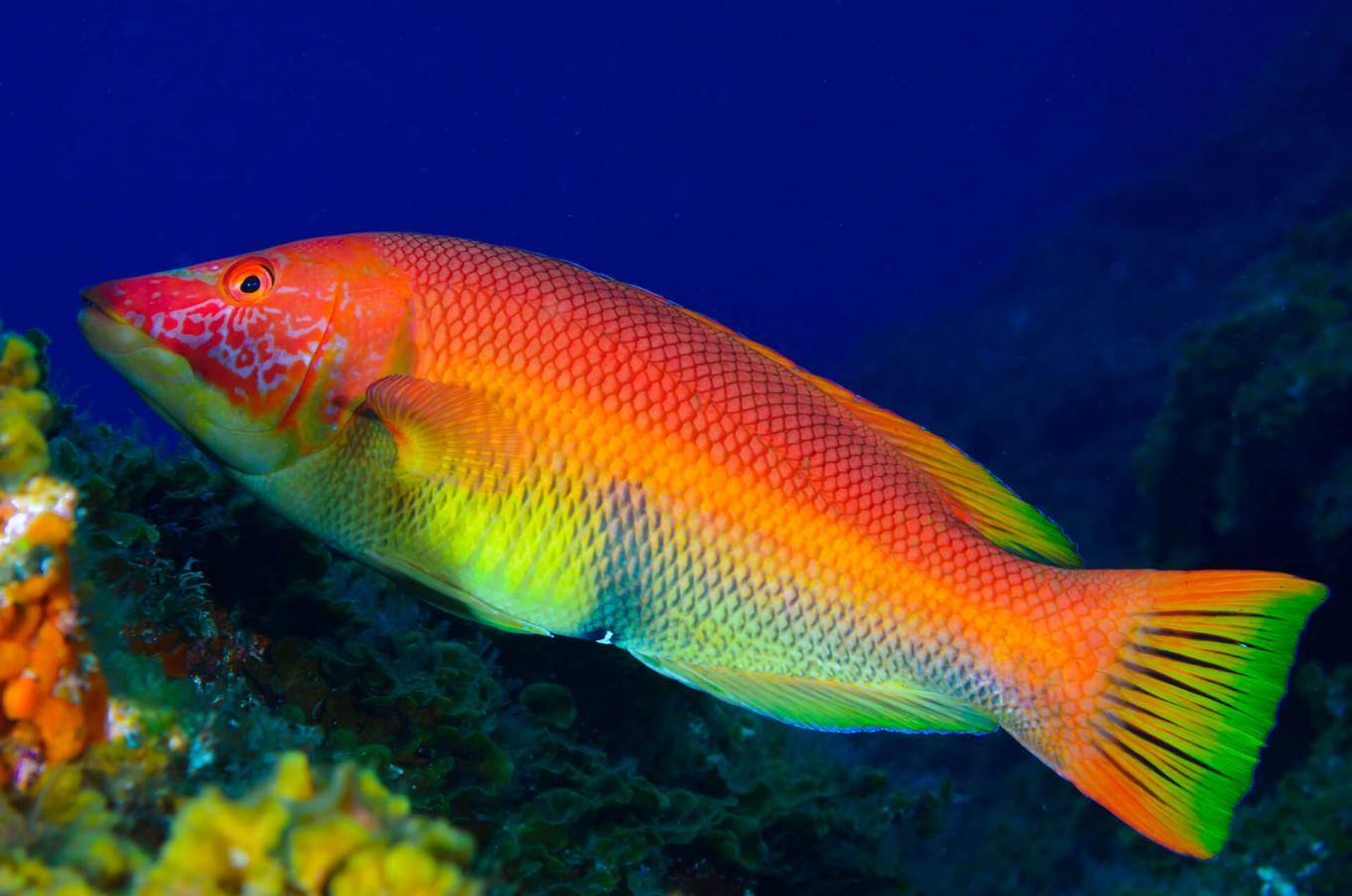 Punta de La Restinga (El Hierro)