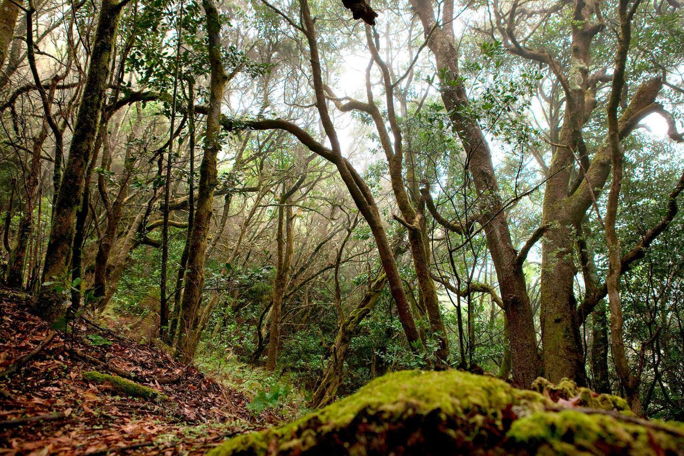 Parque Nacional de Garajonay (La Gomera)
