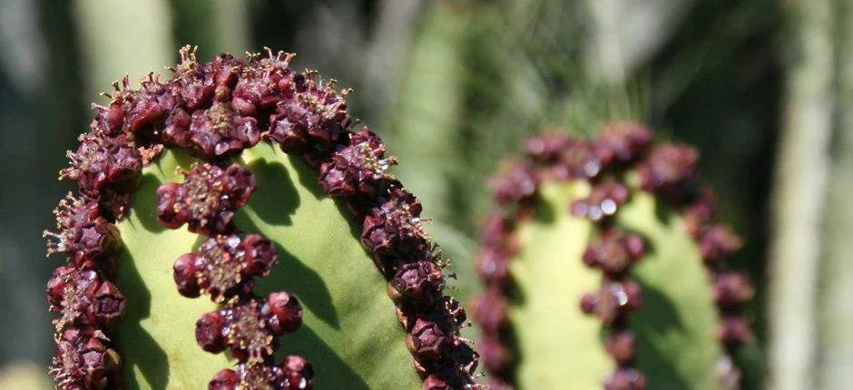 Malpaís de Güímar (Tenerife)