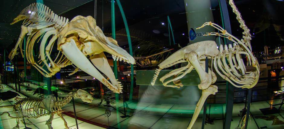 Museo Elder (Gran Canaria)