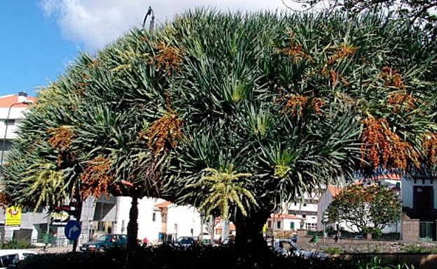 Ejemplar de Dracaena draco del jardín Campo da Barca, en Funchal (Madeira). 