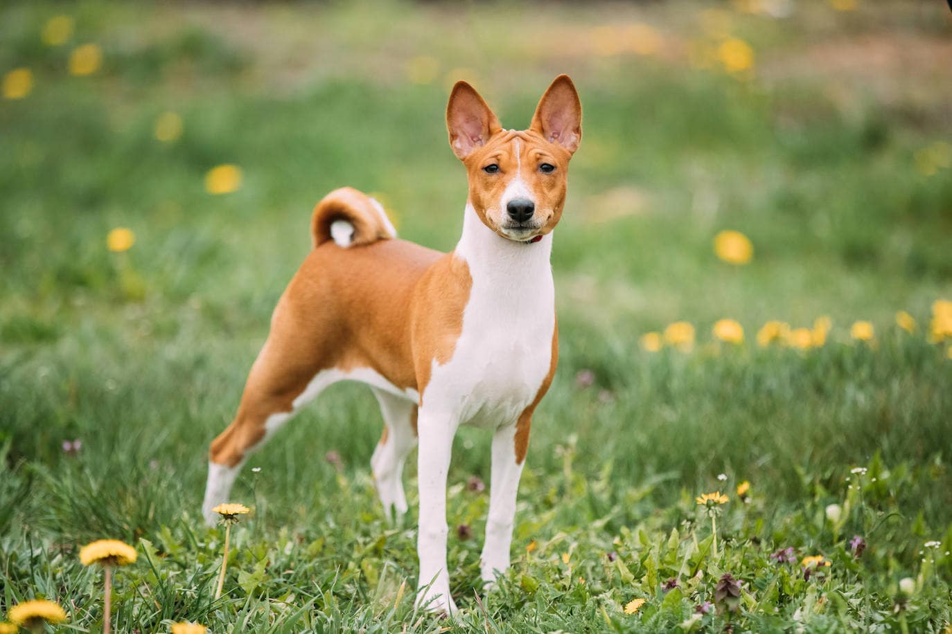 Basenji.