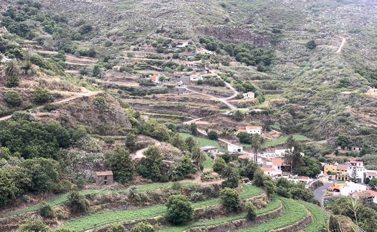 Cultivos de papas en el pago de San Isidro, en Teror, municipio donde se realiza el ensayo comparativo. 