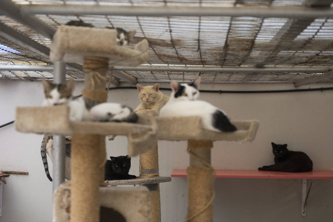 Fotos: Un día en el albergue insular de animales de Gran Canaria