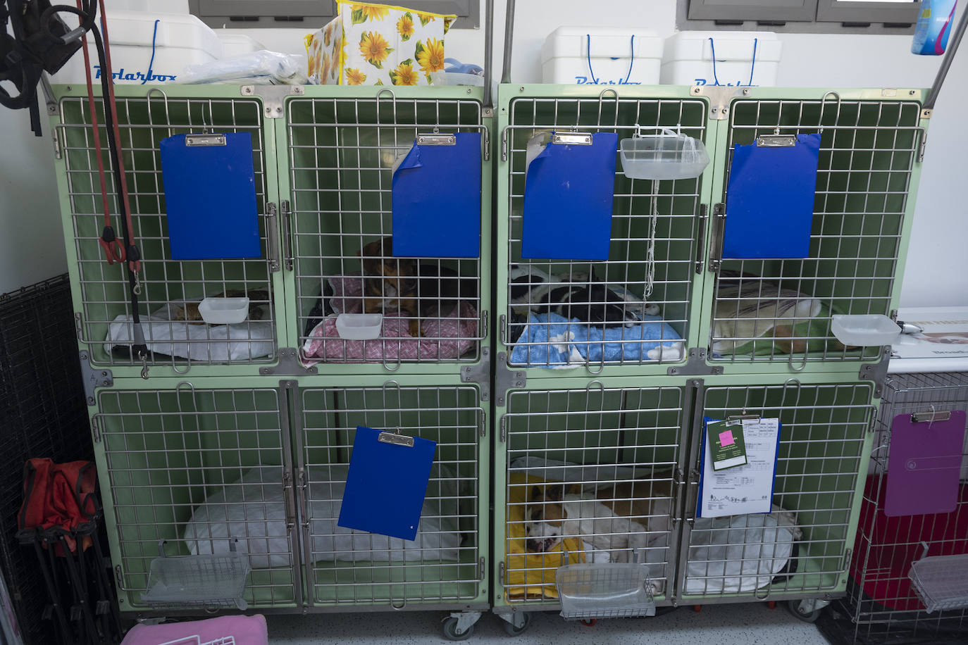 Fotos: Un día en el albergue insular de animales de Gran Canaria