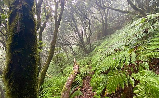 Un paseo por un 'bosque encantado'