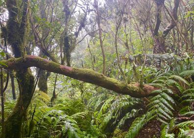 Imagen secundaria 1 - Un paseo por un &#039;bosque encantado&#039;
