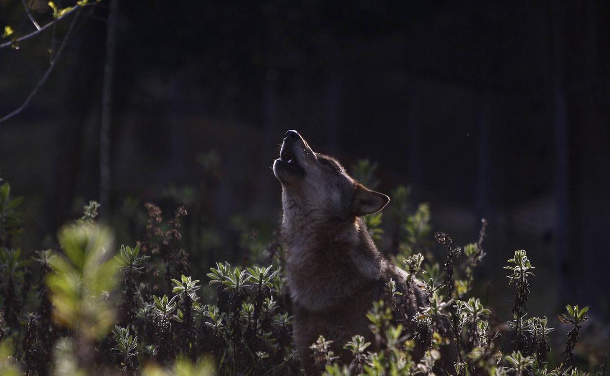 Admirado y perseguido a partes iguales, el lobo gozará ahora de protección especial. 