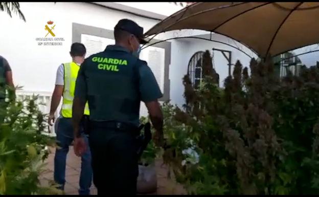 Desmantelan dos plantaciones de marihuana en Arucas y San Mateo