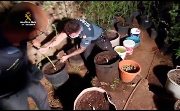 Imagen principal - Desmantelan dos plantaciones de marihuana en Arucas y San Mateo