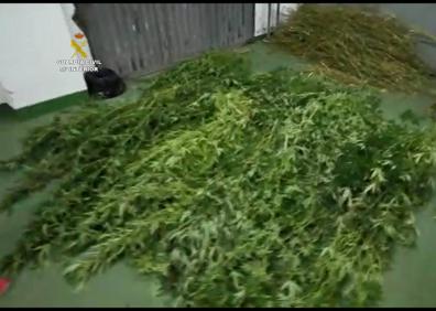 Imagen secundaria 1 - Desmantelan dos plantaciones de marihuana en Arucas y San Mateo