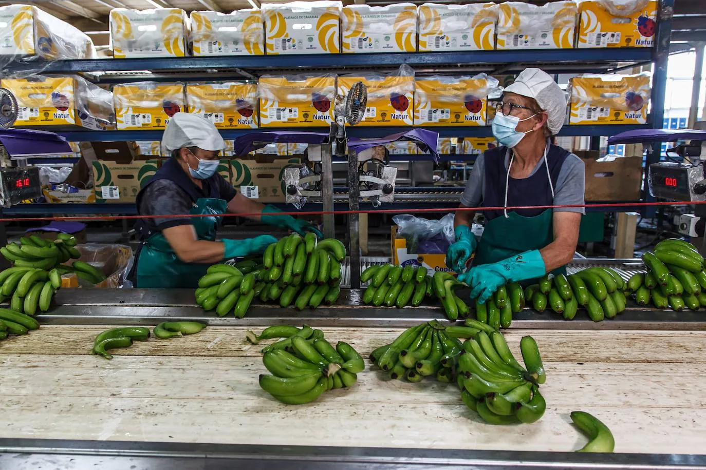 Fotos: Los productores de plátano rescatan con mucho trabajo parte de la producción