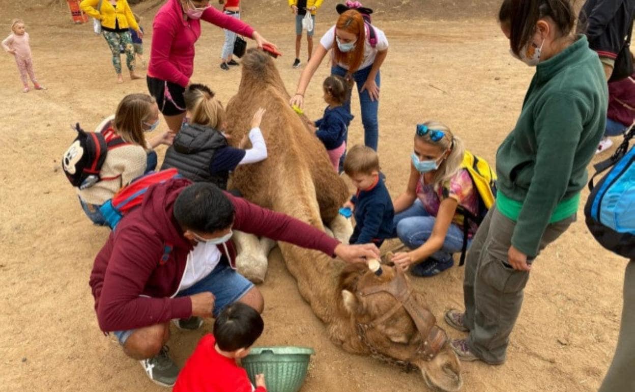 Niños dando de comer a un camello. 