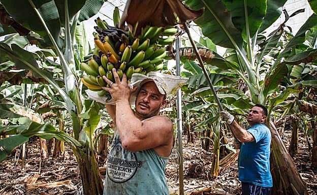Se retoman los cortes de fruta en El Remo, Charco Verde y Puerto Naos