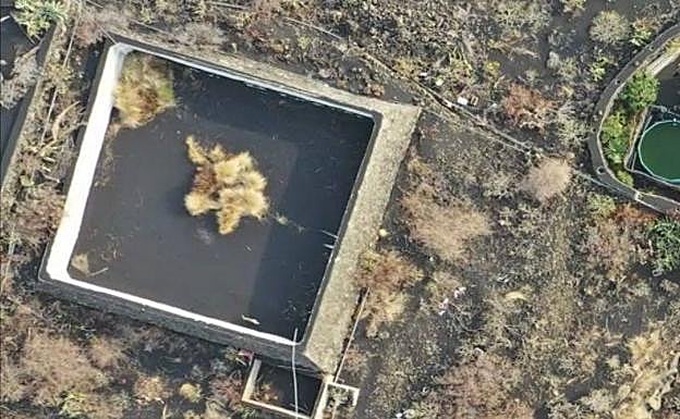 Piden ayuda para rescatar a un gato atrapado por la lava en La Palma