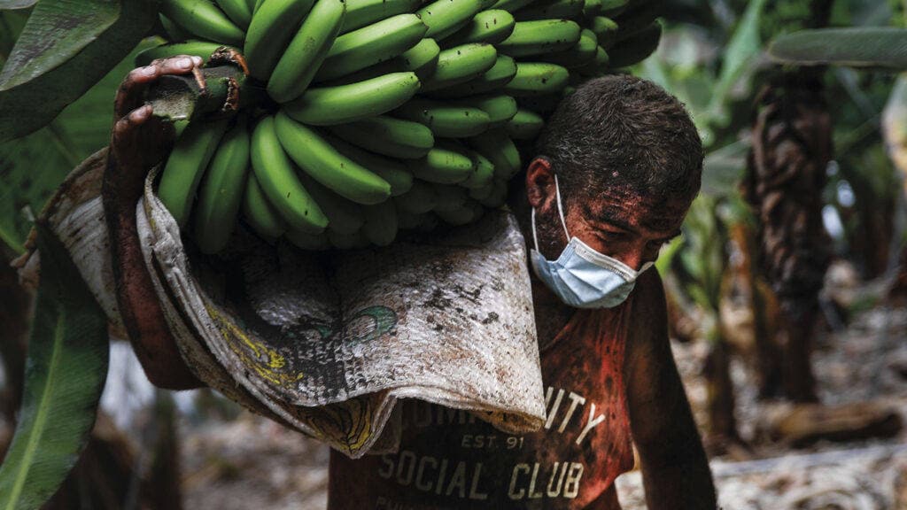 Imagen de un trabajador en una de las plantaciones de plátanos de La Palma. 