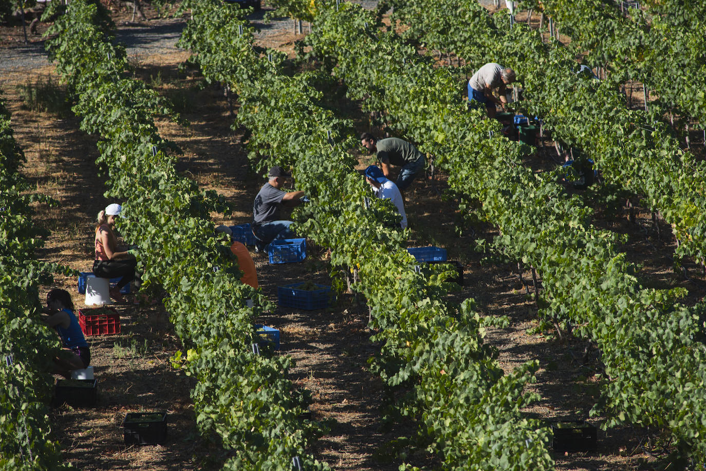 Imagen de archivo de una vendimia en un campo de viñedos de la isla. 