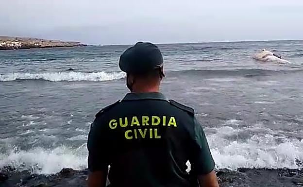 Llega una ballena muerta a la playa de Ojos de Garza