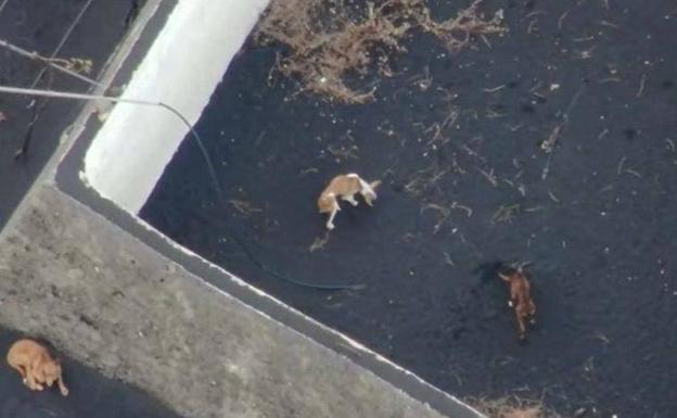 Aparecen los podencos del estanque: están en una «casa de acogida»