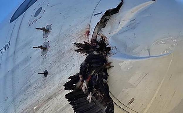 Un buitre abre un agujero en un avión antes de aterrizar en Barajas