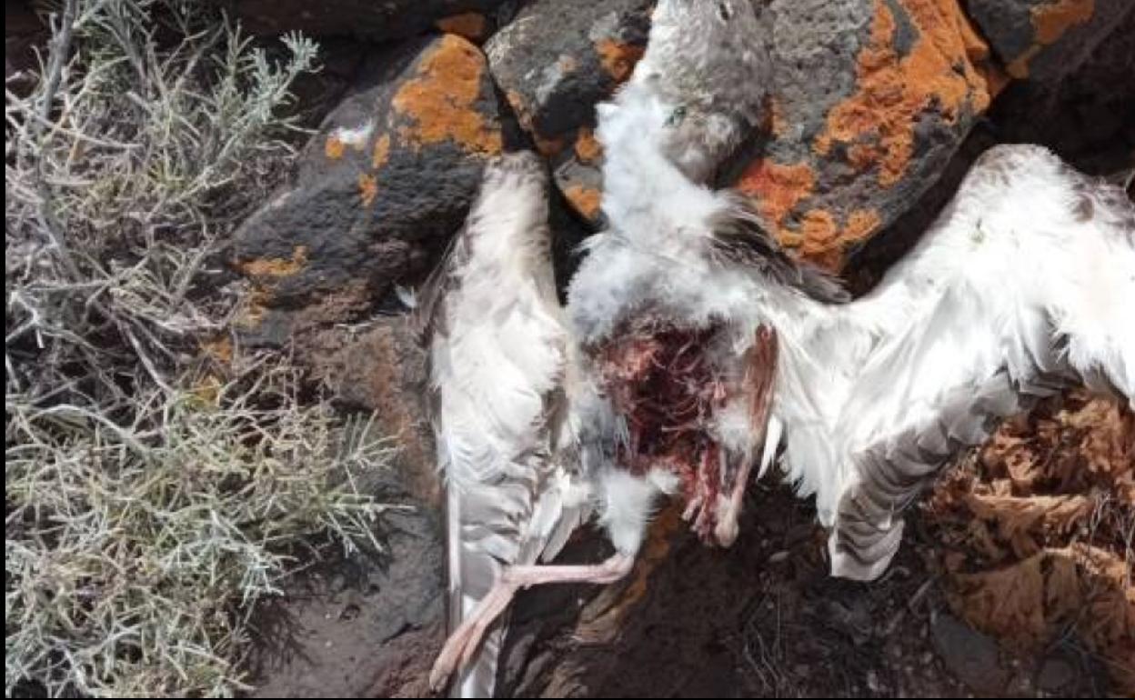 Más de 60 pollos de pardela depredados por gatos en La Restinga
