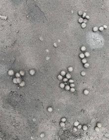 Imagen secundaria 2 - El apego de los animales a su territorio, a prueba de volcán