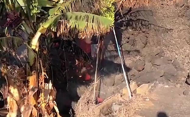 Vídeo. Así avanza la colada por el interior de una platanera