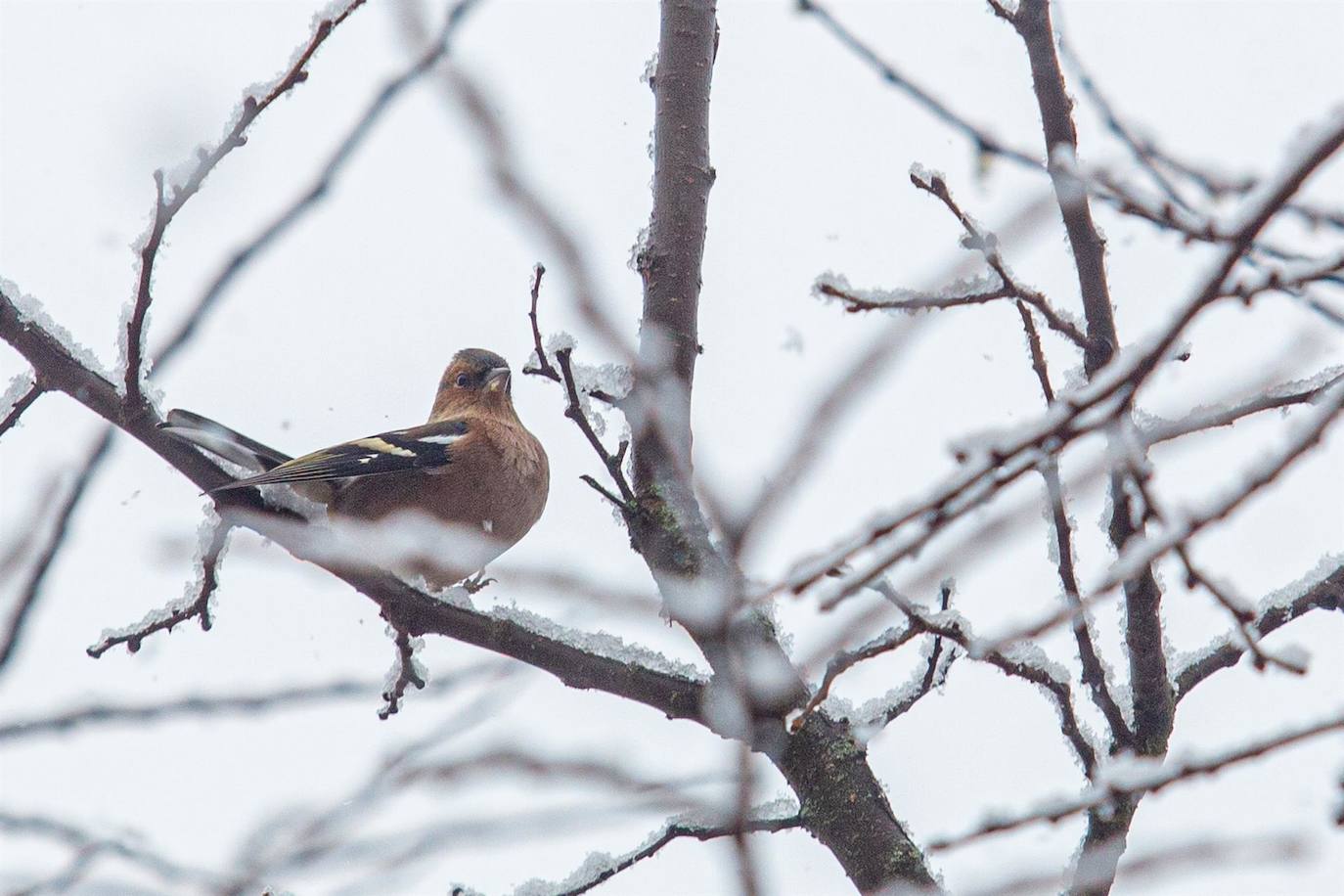 Fotos: Activan alerta por nieve en 7 provincias