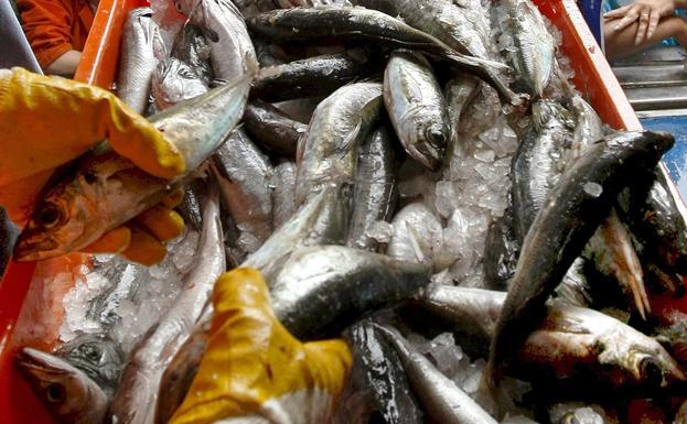 España asume el 8% de recorte en las capturas de merluza para 2022