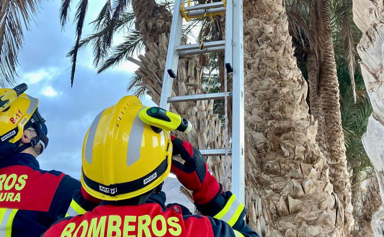 El Cuerpo de Emergencias del Cabildo subiendo a la palmera donde se había encaramado el gato. 