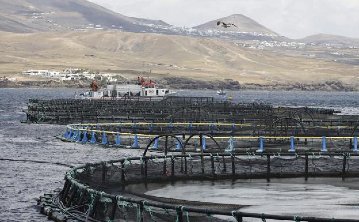 Jaulas marinas de Playa Quemada. 