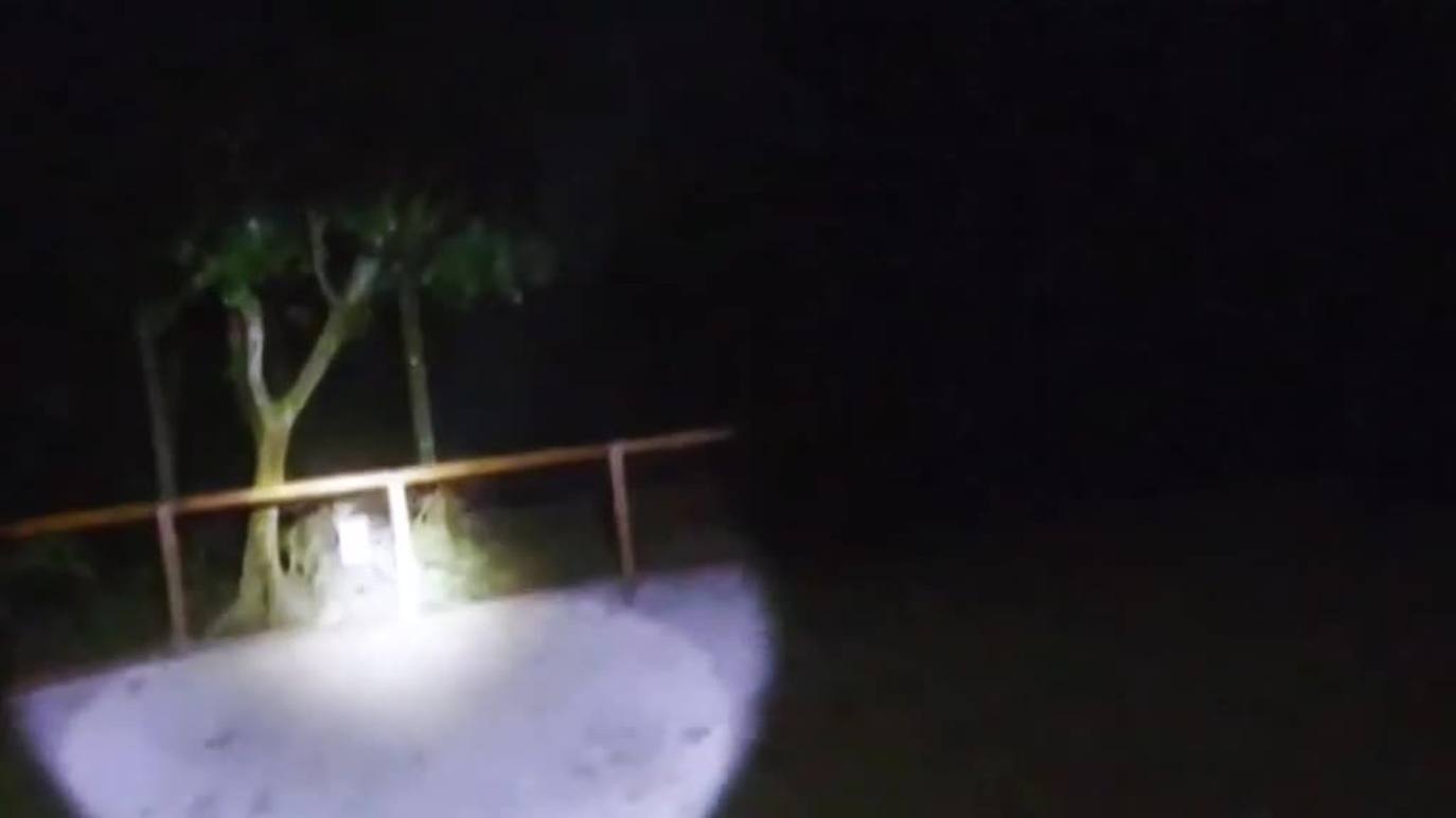 Un tigre del zoo de Naples, en Florida, devora el brazo de un trabajador que intentó acariciarlo