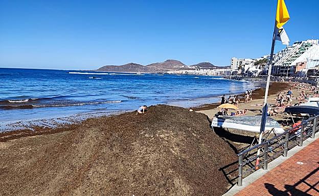 Imagen principal - Mareas de algas pardas inundan Las Canteras